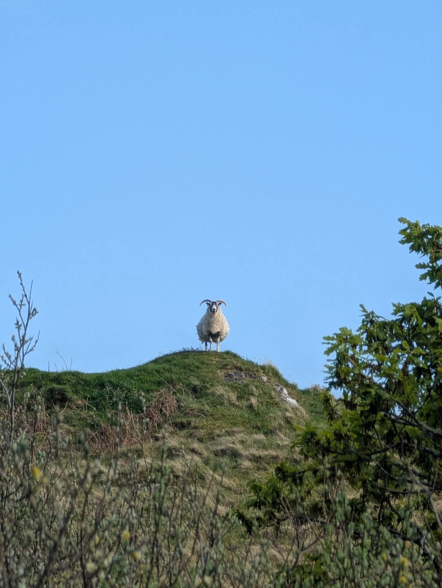 Moutons dans les Highlands
