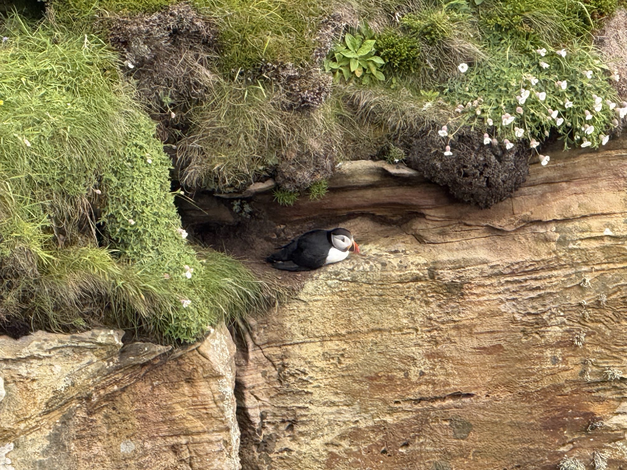 Macareux moine, île de Lewis, Écosse