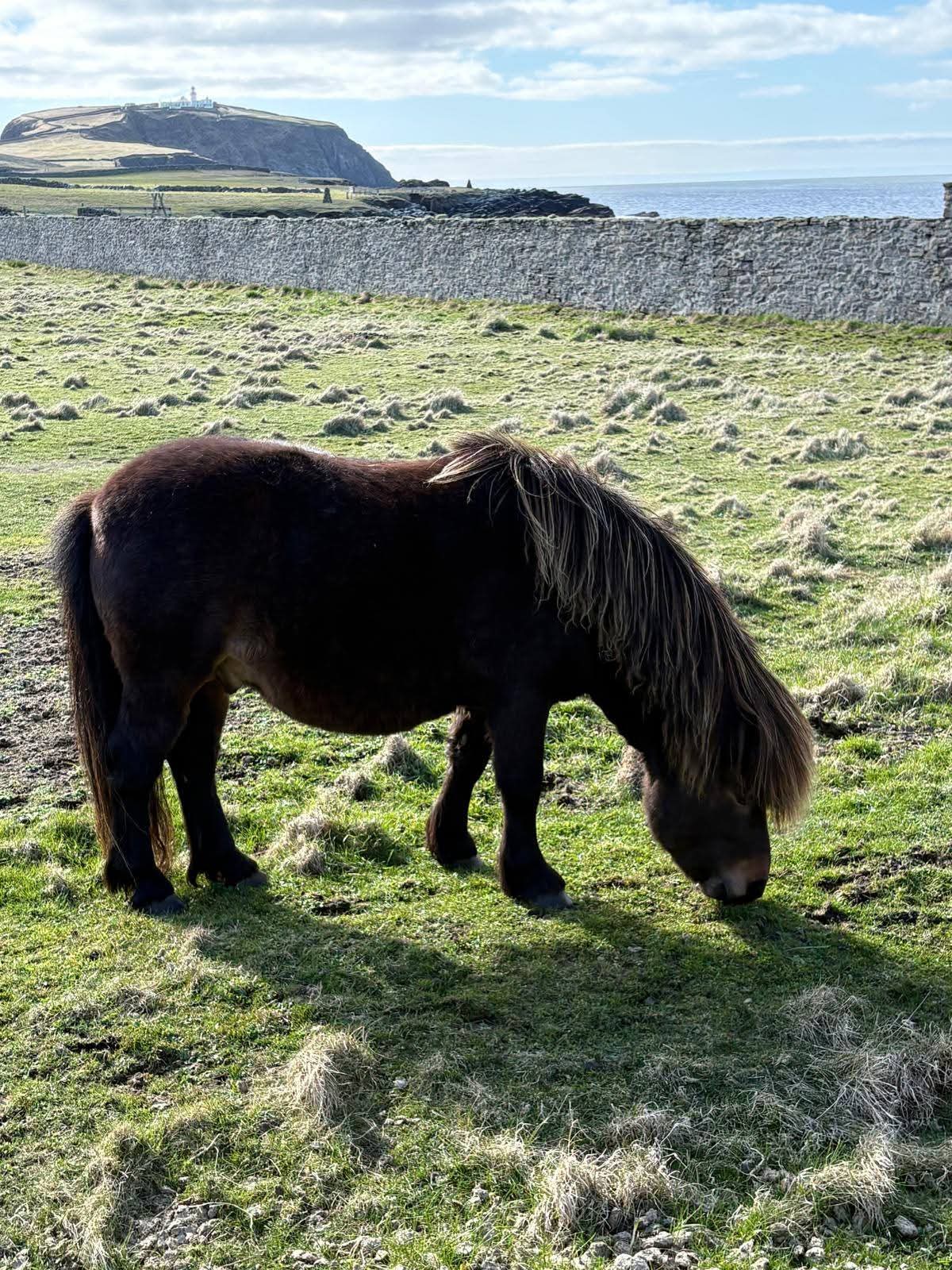 Poney Shetland, Écosse