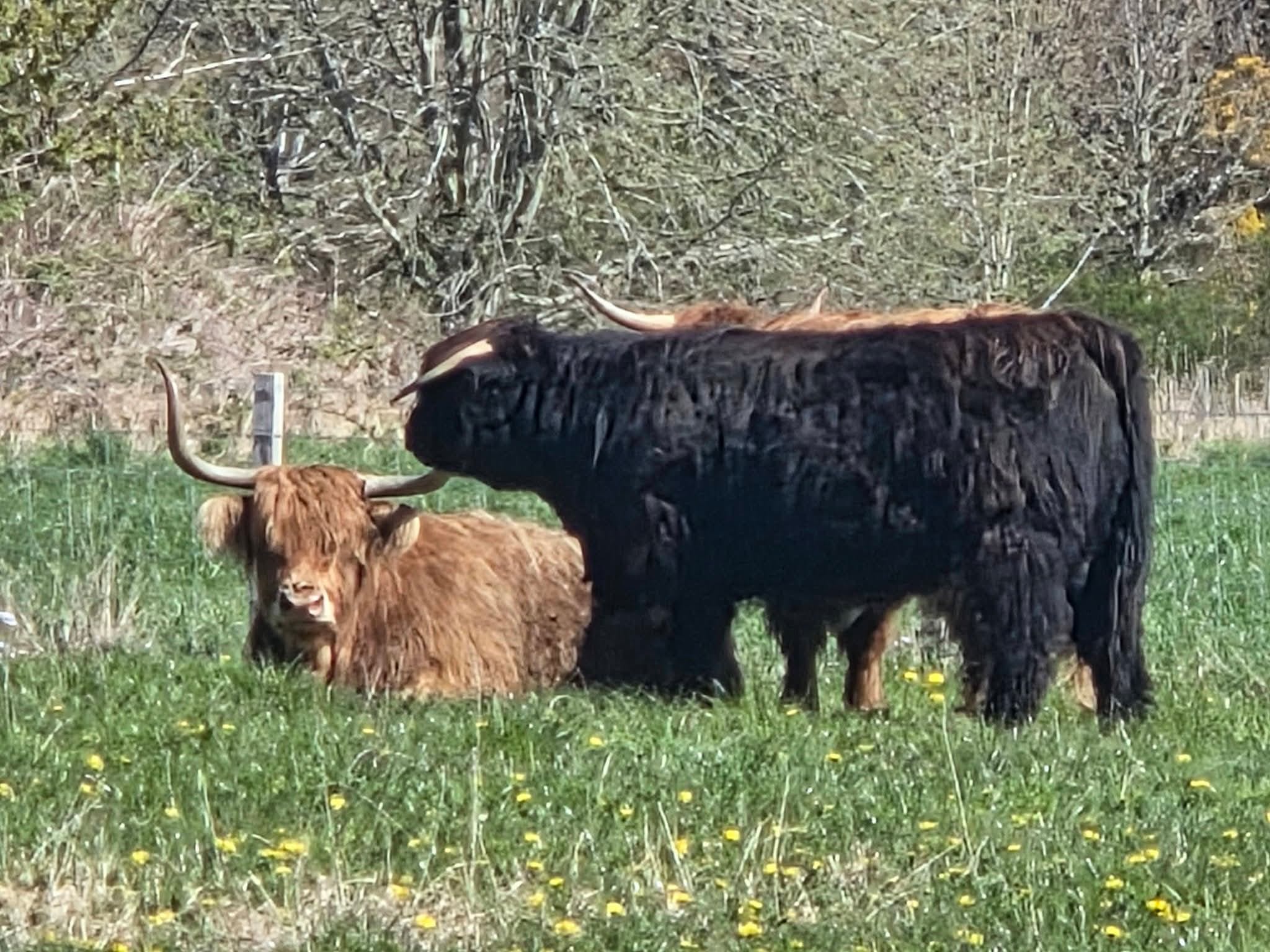 Vaches Highlands, Écosse