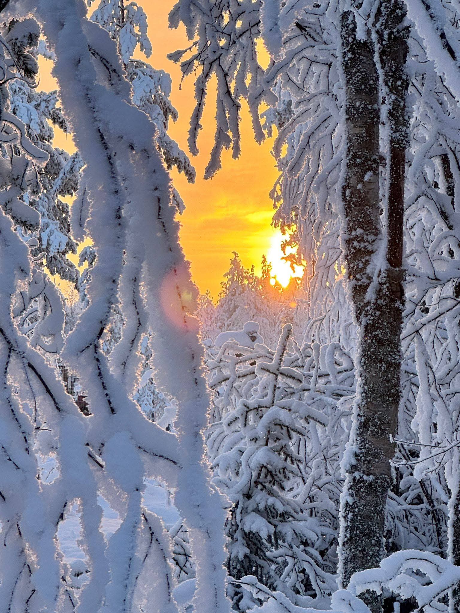 Coucher de soleil sur la forêt, Finlande