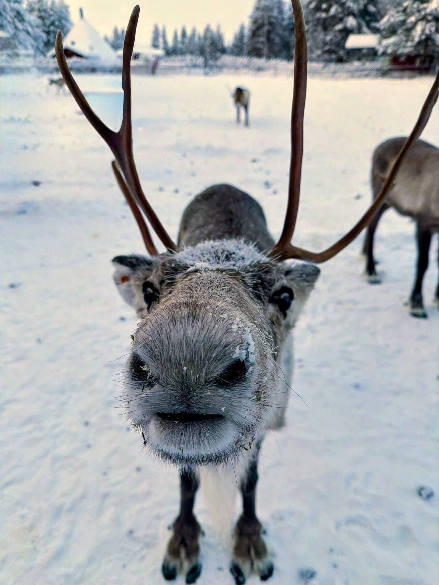 Portrait de renne, Laponie finlandaise