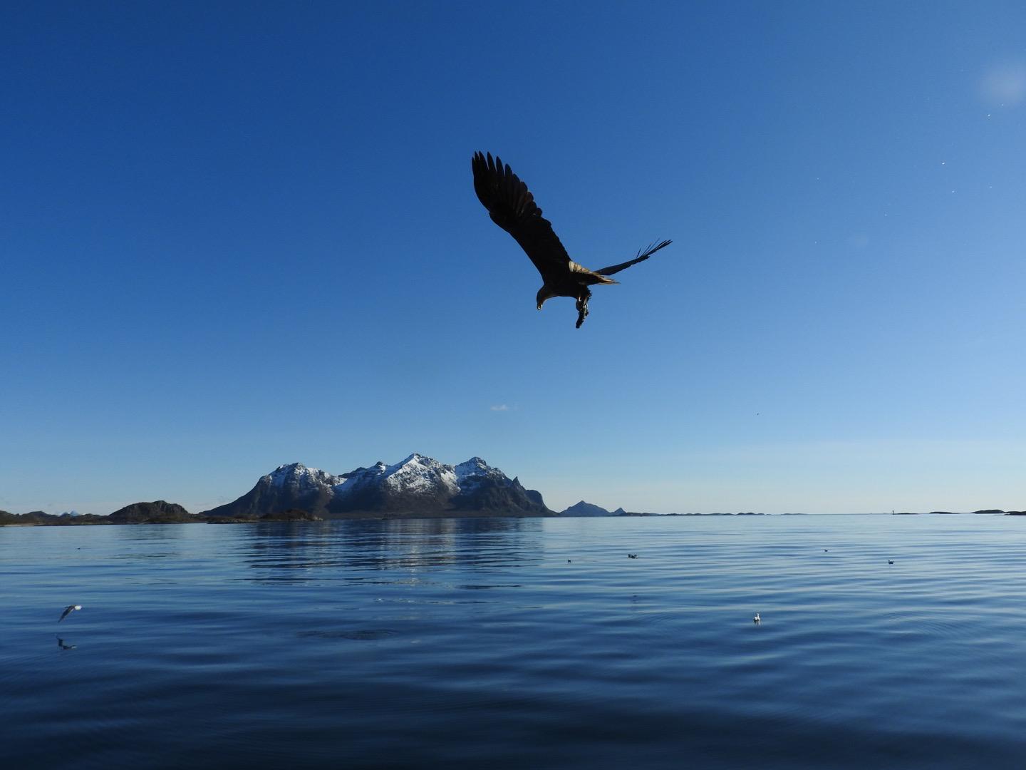 Aigle des îles Lofoten, Norvège